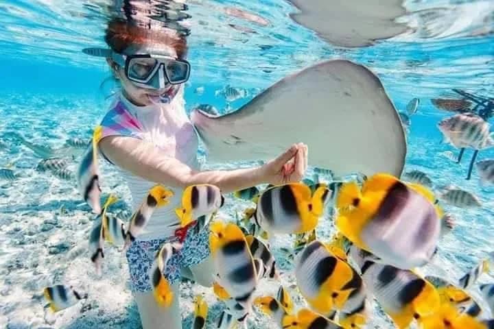 Snorkelling beside a manta ray in clear water