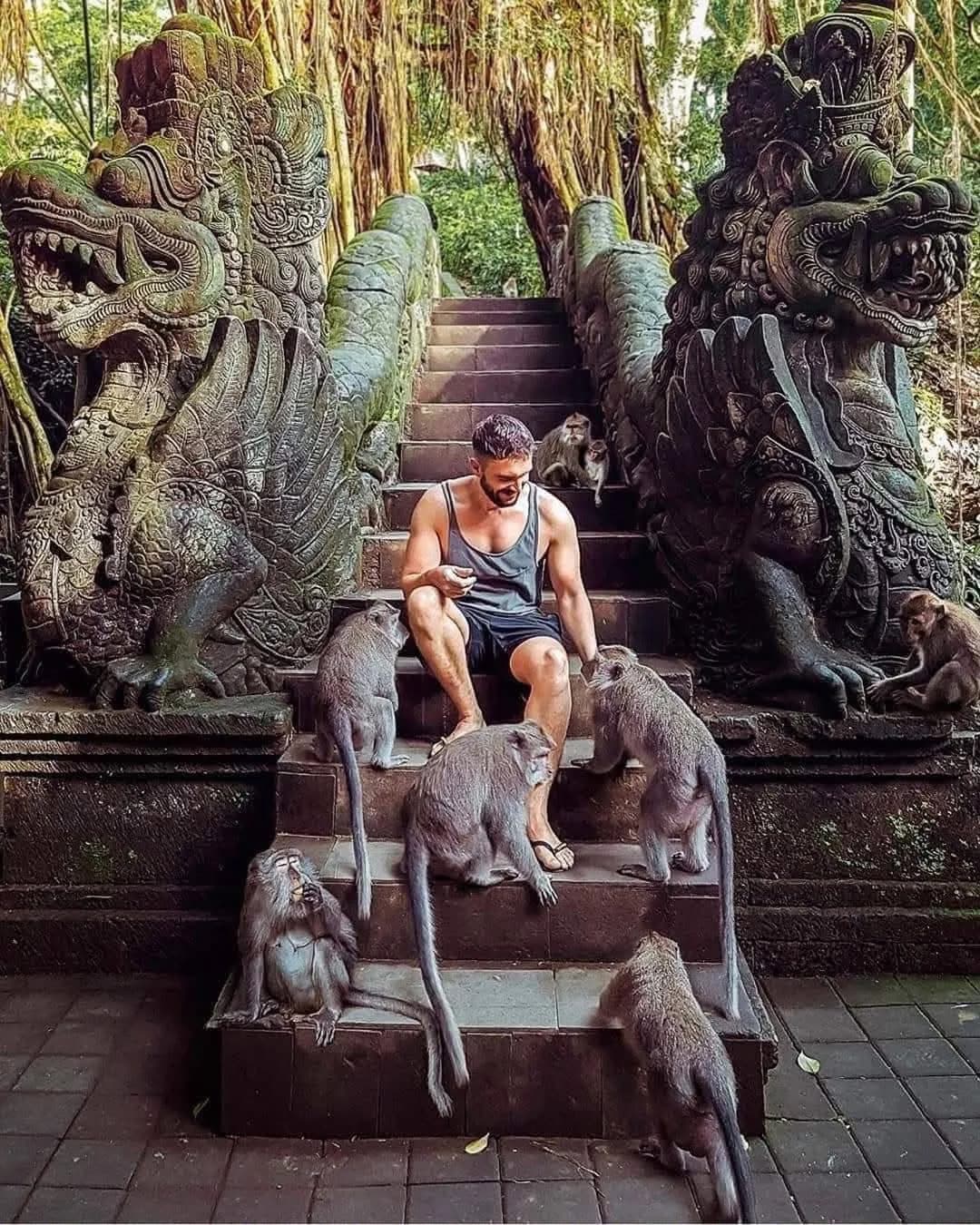 Monkeys on the carved temple steps in the Monkey Forest