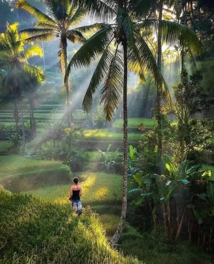 Morning light over a terraced rice field in Bali